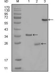 Anti-CD33 antibody [2B7C12] used in Western Blot (WB). GTX83169
