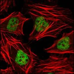 Anti-HDAC3 antibody [7G6C5] used in Immunocytochemistry/ Immunofluorescence (ICC/IF). GTX83173