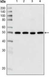 Anti-HDAC3 antibody [7G6C5] used in Western Blot (WB). GTX83173