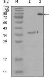 Anti-EphA3 antibody [6C1B6] used in Western Blot (WB). GTX83180