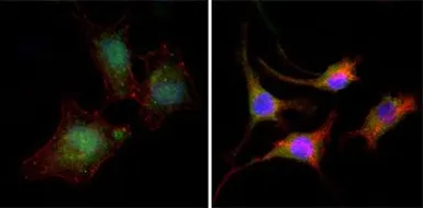 Anti-beta Catenin antibody [4D5] used in Immunocytochemistry/ Immunofluorescence (ICC/IF). GTX83185