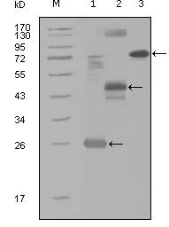 Anti-MAP4K4 antibody [3C7B5] used in Western Blot (WB). GTX83189