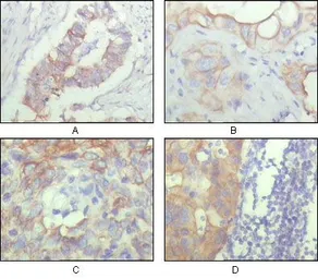 Anti-CD166 antibody [10F1G12] used in IHC (Paraffin sections) (IHC-P). GTX83191