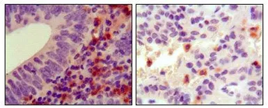 Anti-HCK antibody [3D12E10] used in IHC (Paraffin sections) (IHC-P). GTX83203