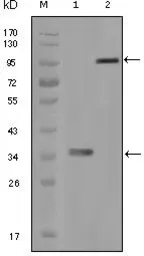Anti-HCK antibody [3D12E10] used in Western Blot (WB). GTX83203