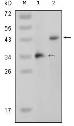 Anti-p38 beta antibody [4H6H6] used in Western Blot (WB). GTX83204