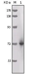 Anti-Horseradish Peroxidase antibody [3A5C6] used in Western Blot (WB). GTX83207