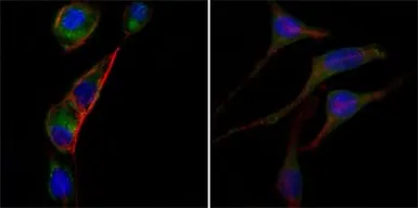 Anti-GOT2 antibody [3E9] used in Immunocytochemistry/ Immunofluorescence (ICC/IF). GTX83210