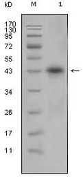 Anti-Apolipoprotein L1 antibody [1D4] used in Western Blot (WB). GTX83213