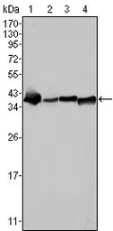 Anti-Nucleophosmin antibody [7H10B9] used in Western Blot (WB). GTX83217