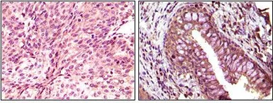 Anti-EphB6 antibody [8E7H12] used in IHC (Paraffin sections) (IHC-P). GTX83219