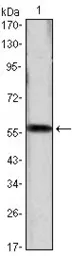 Anti-Cyclin D1 antibody [3D8] used in Western Blot (WB). GTX83227