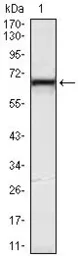 Anti-C3IP1 antibody [2G2] used in Western Blot (WB). GTX83228