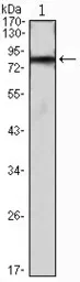 Anti-IHOG antibody [3G8] used in Western Blot (WB). GTX83230