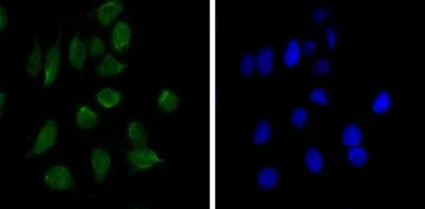 Anti-CHD3 antibody [2G4] used in Immunocytochemistry/ Immunofluorescence (ICC/IF). GTX83232