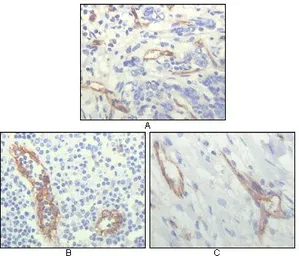 Anti-CD31 antibody [2F7B2] used in IHC (Paraffin sections) (IHC-P). GTX83248