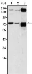Anti-ATP2C1 antibody [4G12] used in Western Blot (WB). GTX83258