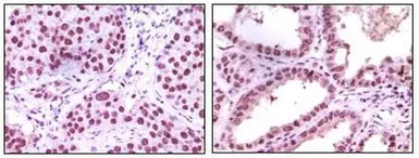 Anti-LSD1 antibody [1B2E5] used in IHC (Paraffin sections) (IHC-P). GTX83263