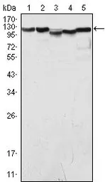 Anti-LSD1 antibody [1B2E5] used in Western Blot (WB). GTX83263