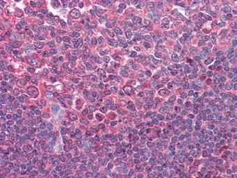 Anti-CD80 antibody [2A2] used in IHC (Paraffin sections) (IHC-P). GTX83265