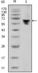 Mouse Anti-human IgG (Fc) antibody [2E4]. GTX83269