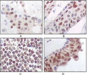 Anti-PRAK antibody [7H10B4] used in IHC (Paraffin sections) (IHC-P). GTX83275