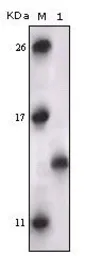 Anti-PRAK antibody [7H10B4] used in Western Blot (WB). GTX83275