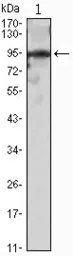 Anti-SLUG antibody [2H5] used in Western Blot (WB). GTX83277