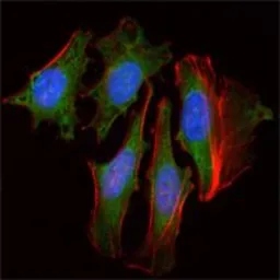 Anti-CLOCK antibody [8F7] used in Immunocytochemistry/ Immunofluorescence (ICC/IF). GTX83280