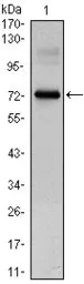 Anti-CLOCK antibody [8F7] used in Western Blot (WB). GTX83280
