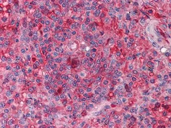 Anti-BMAL1 antibody [1C5] used in IHC (Paraffin sections) (IHC-P). GTX83281