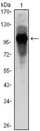 Anti-BMAL1 antibody [1C5] used in Western Blot (WB). GTX83281