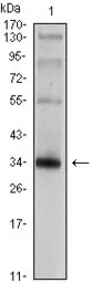 Anti-Synaptophysin antibody [7H12] used in Western Blot (WB). GTX83283