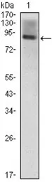 Anti-ICAM1 / CD54 antibody [6G12] used in Western Blot (WB). GTX83285