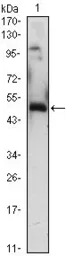 Anti-EGR1 antibody [8A6] used in Western Blot (WB). GTX83286