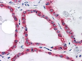 Anti-Grp78 antibody [4E3] used in IHC (Paraffin sections) (IHC-P). GTX83287