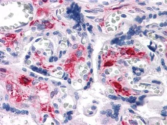 Anti-Nkx3.1 antibody [4H4] used in IHC (Paraffin sections) (IHC-P). GTX83288