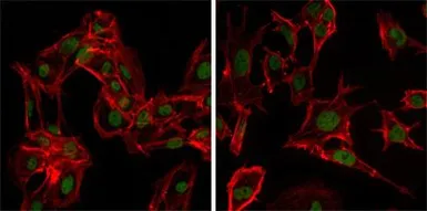Anti-DDX4 antibody [2F9H5] used in Immunocytochemistry/ Immunofluorescence (ICC/IF). GTX83289