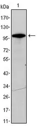 Anti-DDX4 antibody [2F9H5] used in Western Blot (WB). GTX83289