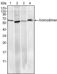 Anti-Pirh2 antibody [1H10] used in Western Blot (WB). GTX83290