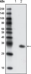 Anti-GFP antibody [4B10B2] used in Western Blot (WB). GTX83292