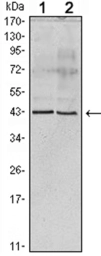 Anti-Apolipoprotein A5 antibody [1G5G9 (c),2G1H11G9B3] used in Western Blot (WB). GTX83299