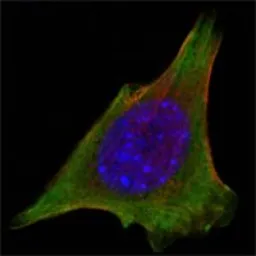 Anti-JAK3 antibody [5H2] used in Immunocytochemistry/ Immunofluorescence (ICC/IF). GTX83303