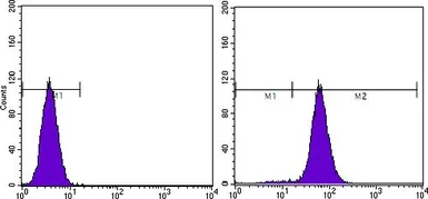 Anti-PTEN antibody [1B8] used in Flow cytometry (FCM). GTX83304
