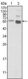 Anti-PTEN antibody [1B8] used in Western Blot (WB). GTX83304