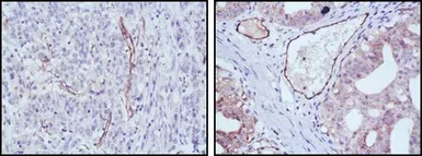 Anti-eNOS antibody [6H2] used in IHC (Paraffin sections) (IHC-P). GTX83305