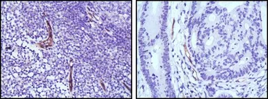 Anti-eNOS antibody [6H2] used in IHC (Paraffin sections) (IHC-P). GTX83305