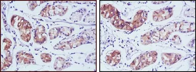 Anti-PGA5 antibody [2C1] used in IHC (Paraffin sections) (IHC-P). GTX83306