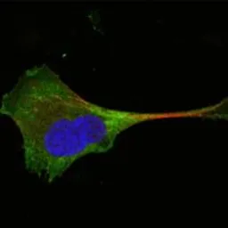 Anti-Wnt10b antibody [5A7] used in Immunocytochemistry/ Immunofluorescence (ICC/IF). GTX83307