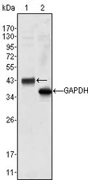 Anti-Wnt10b antibody [5A7] used in Western Blot (WB). GTX83307